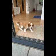 Welsh Springer Spaniel - Both