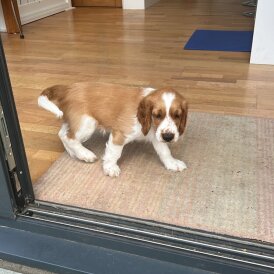 Welsh Springer Spaniel - Both