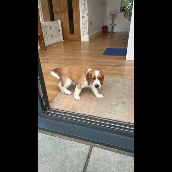 Welsh Springer Spaniel - Both