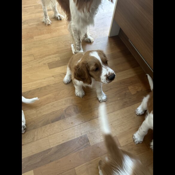 Welsh Springer Spaniel - Both