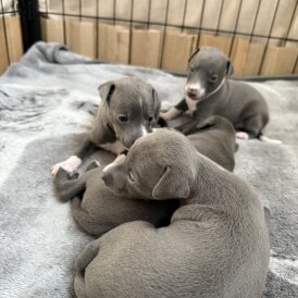 Italian Greyhound - Bitches