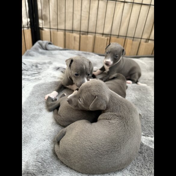 Italian Greyhound - Bitches