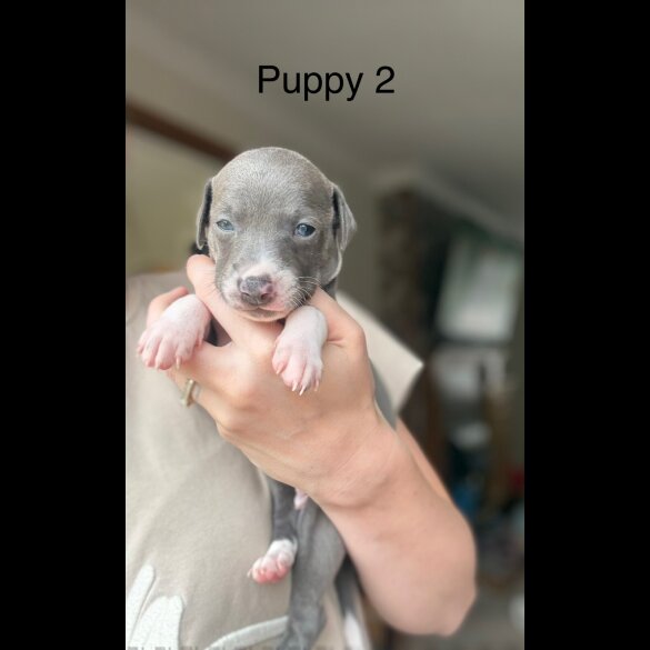 Italian Greyhound - Bitches