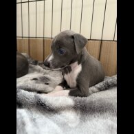 Italian Greyhound - Bitches