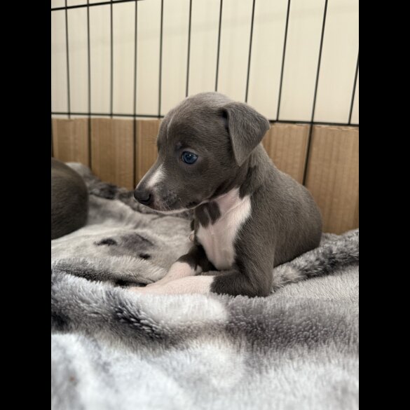 Italian Greyhound - Bitches