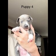 Italian Greyhound - Bitches