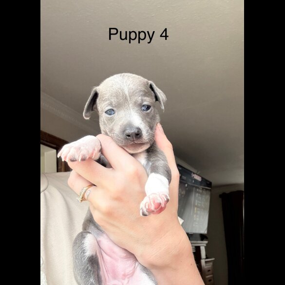 Italian Greyhound - Bitches