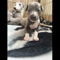 Italian Greyhound - Bitches
