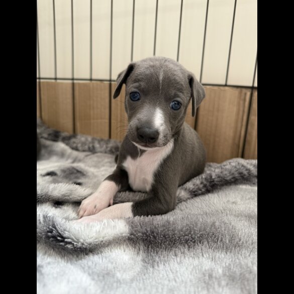 Italian Greyhound - Bitches