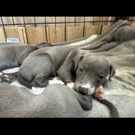 Italian Greyhound - Bitches