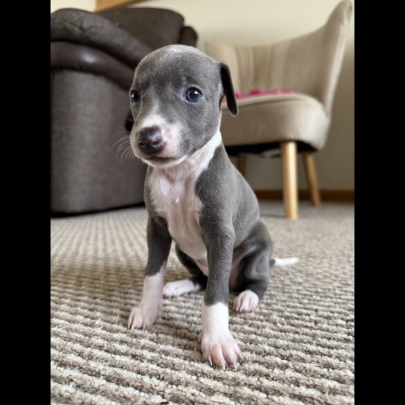 Italian Greyhound - Bitches