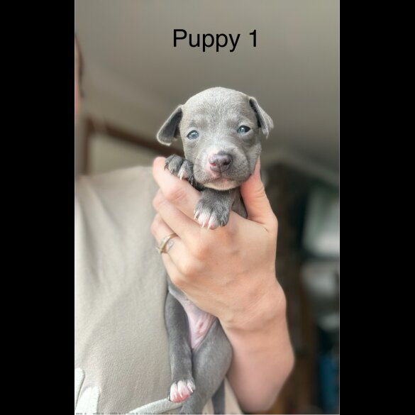 Italian Greyhound - Bitches