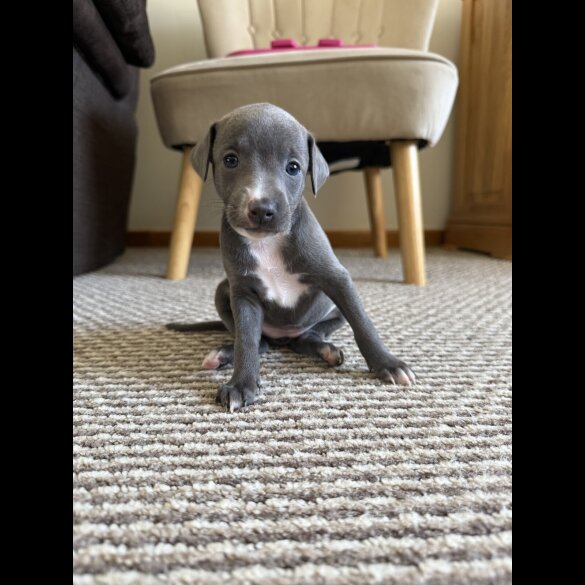 Italian Greyhound - Bitches