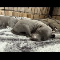 Italian Greyhound - Bitches
