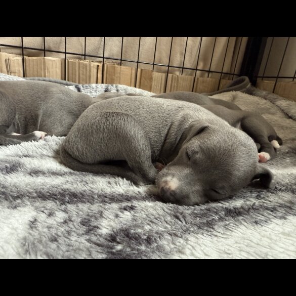 Italian Greyhound - Bitches
