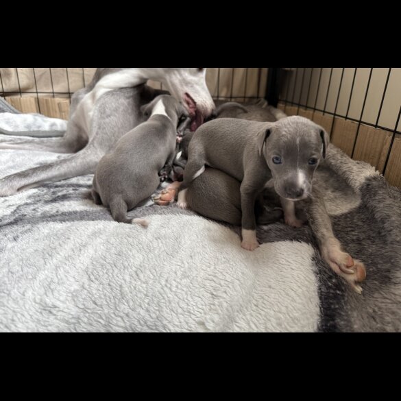 Italian Greyhound - Bitches