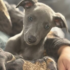 Whippet - Dogs