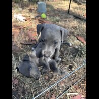 Whippet - Both
