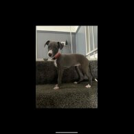 Whippet - Both