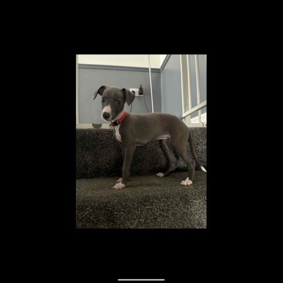 Whippet - Both