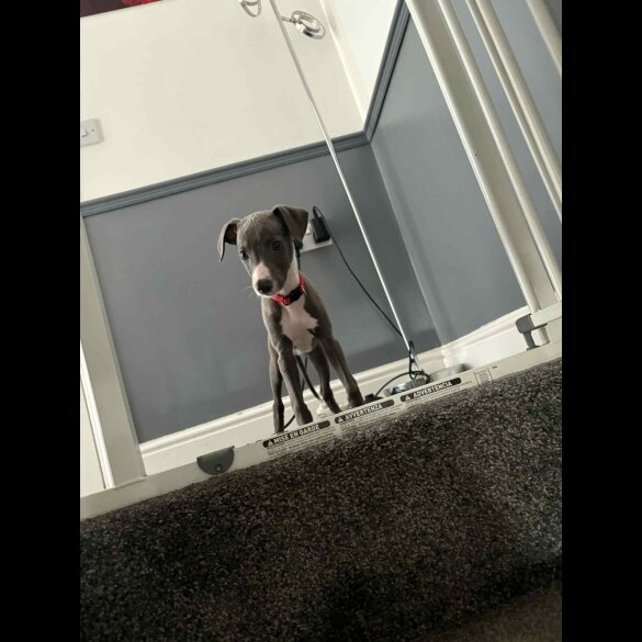 Whippet - Both