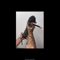 Whippet - Both