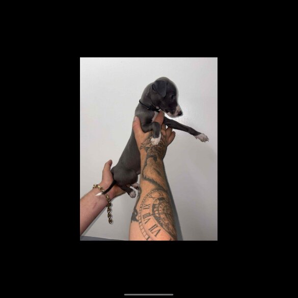 Whippet - Both