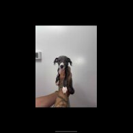 Whippet - Both