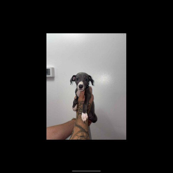 Whippet - Both