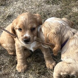 Cocker Spaniel (Working &amp; Show) - Both