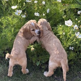 Cocker Spaniel (Working &amp; Show) - Both