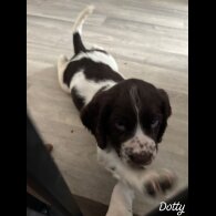 Cocker Spaniel (Working &amp; Show) - Both