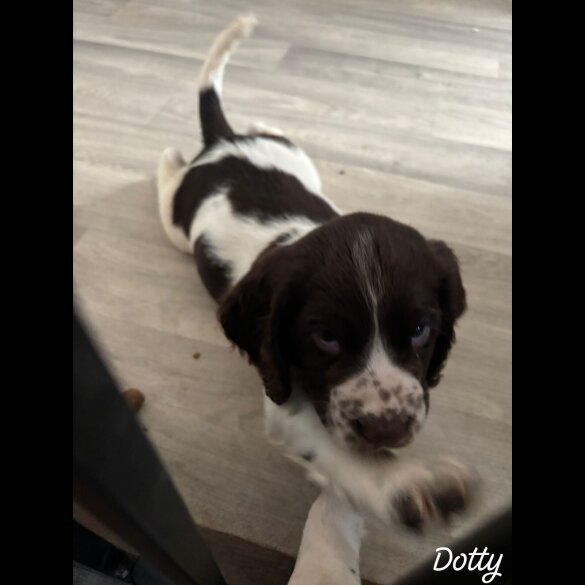 Cocker Spaniel (Working &amp; Show) - Both