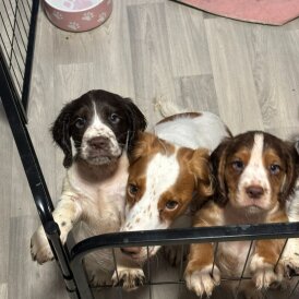 Cocker Spaniel (Working &amp; Show) - Both