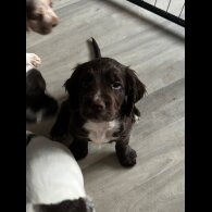 Cocker Spaniel (Working &amp; Show) - Both