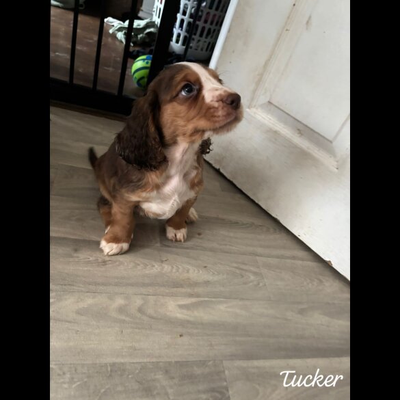 Cocker Spaniel (Working &amp; Show) - Both