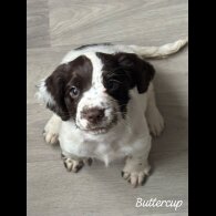 Cocker Spaniel (Working &amp; Show) - Both
