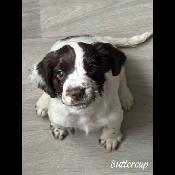 Cocker Spaniel (Working &amp; Show) - Both