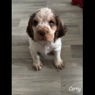 Cocker Spaniel (Working &amp; Show) - Both