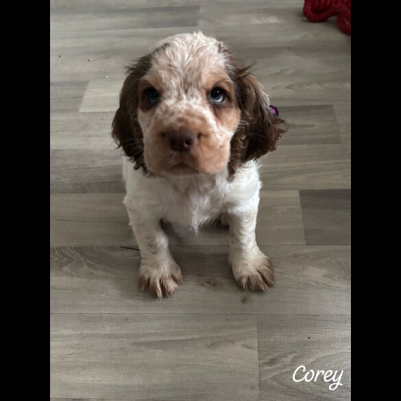 Cocker Spaniel (Working &amp; Show) - Both