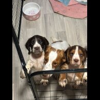 Cocker Spaniel (Working &amp; Show) - Both