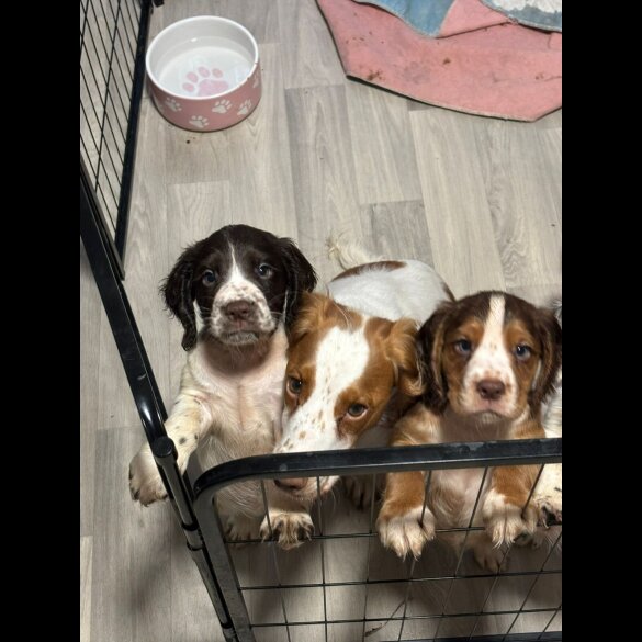 Cocker Spaniel (Working &amp; Show) - Both