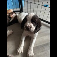 Cocker Spaniel (Working &amp; Show) - Both