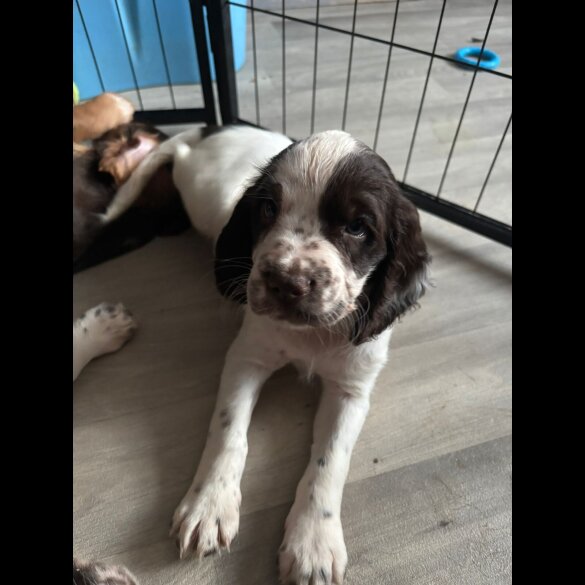 Cocker Spaniel (Working &amp; Show) - Both