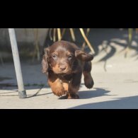 Cocker Spaniel (Working &amp; Show) - Both