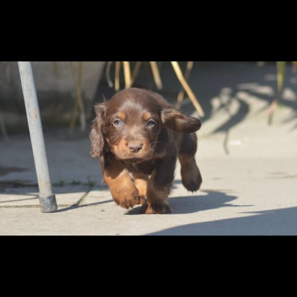 Cocker Spaniel (Working &amp; Show) - Both