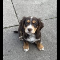 Cocker Spaniel (Working &amp; Show) - Both