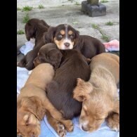 Cocker Spaniel (Working &amp; Show) - Both