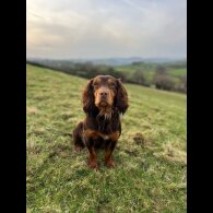 Cocker Spaniel (Working &amp; Show) - Both