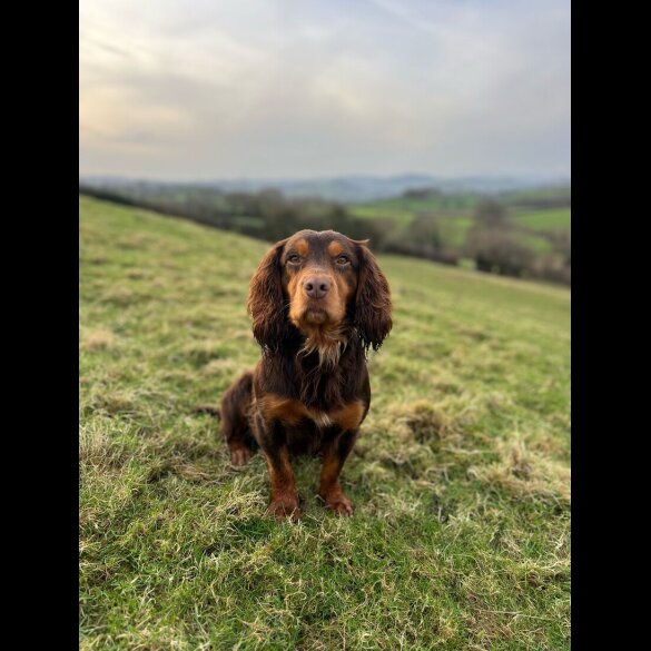 Cocker Spaniel (Working &amp; Show) - Both